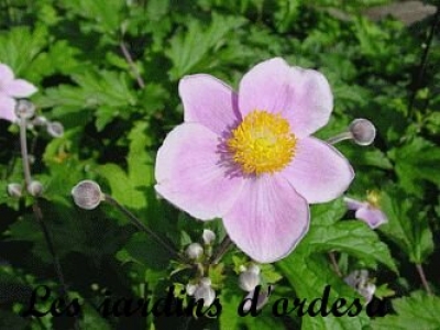 Anemone x \"September charm\" (anemone du japon)
